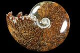 Polished, Agatized Ammonite (Cleoniceras) - Madagascar #94240-1